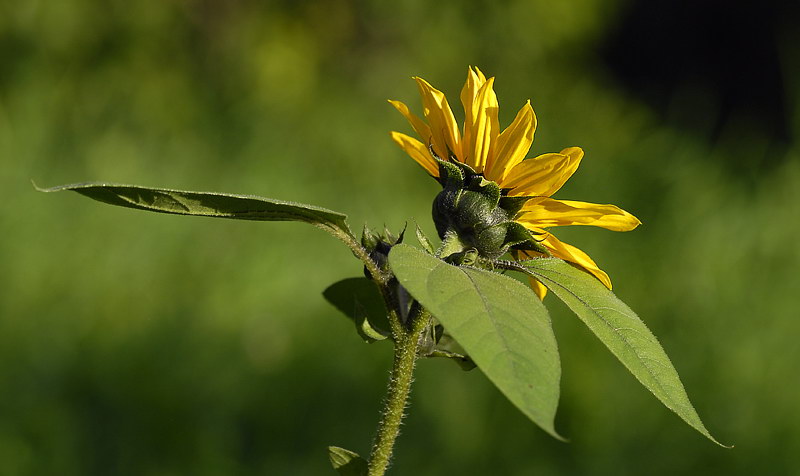 Tiere_DDC4111.jpg   26.04.jpg